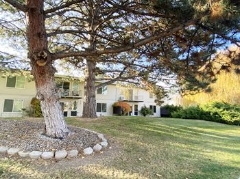 A large tree in a yard in front of a house
